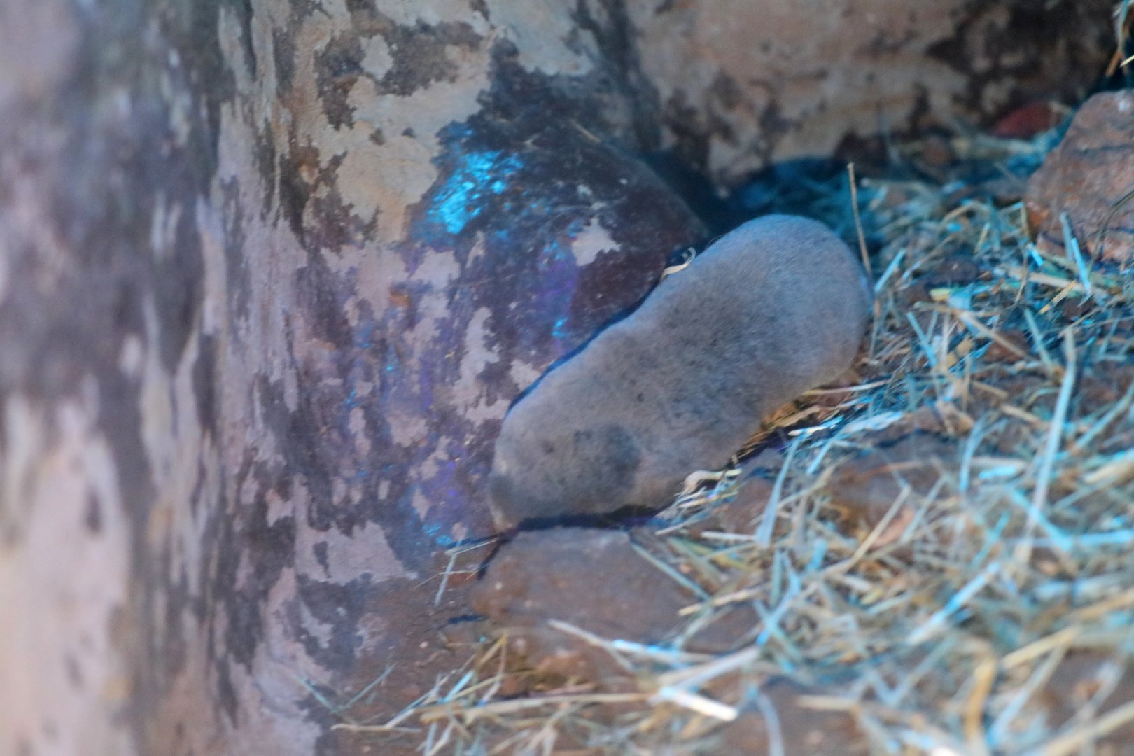 Middle East blind mole-rat (Nannospalax ehrenbergi)