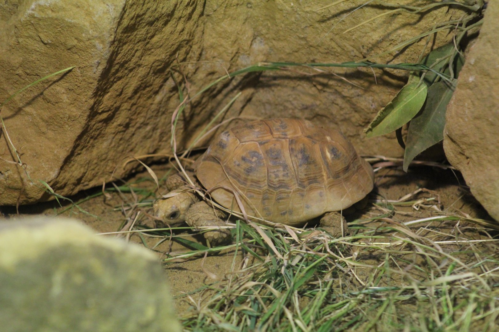 Middle Eastern Spur-Thighed Tortoise