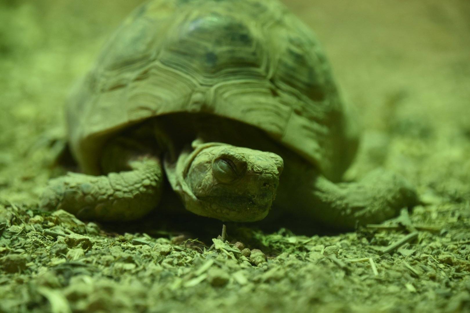 Middle Eastern spur-thighed tortoise