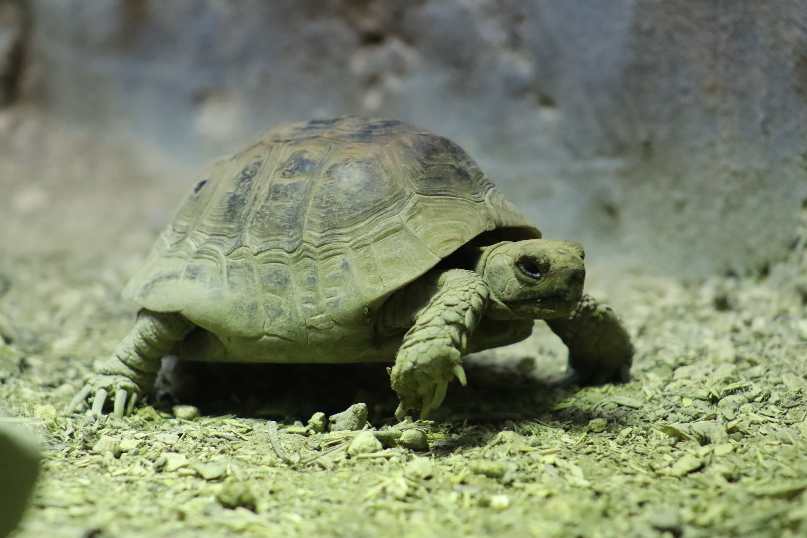 Middle Eastern Spur-Thighed Tortoise