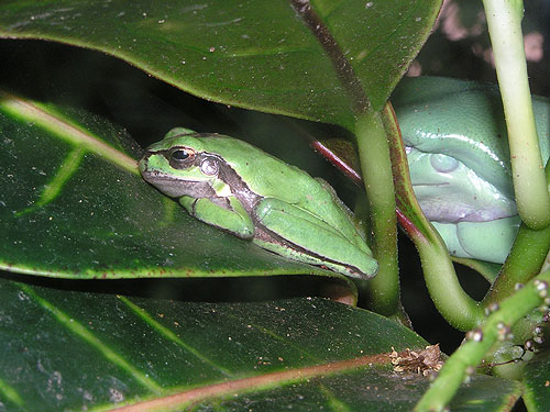 Middle Eastern tree frog / Hyla savignyi at Hai Keif