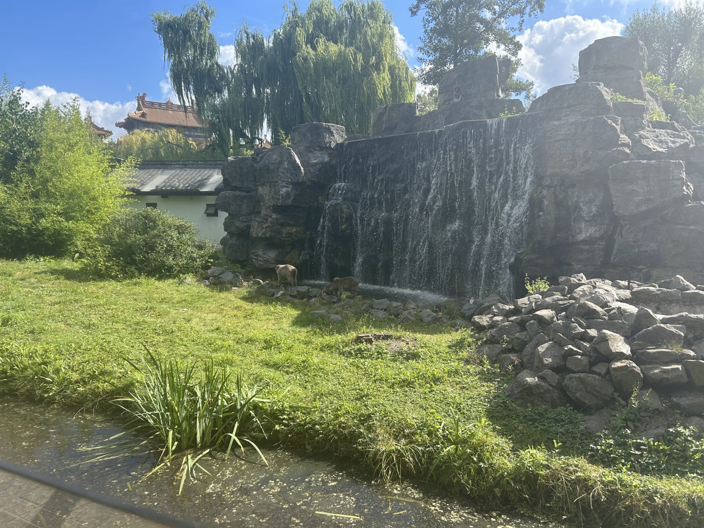 Middle Kingdom - Japanese Macaque Exhibit