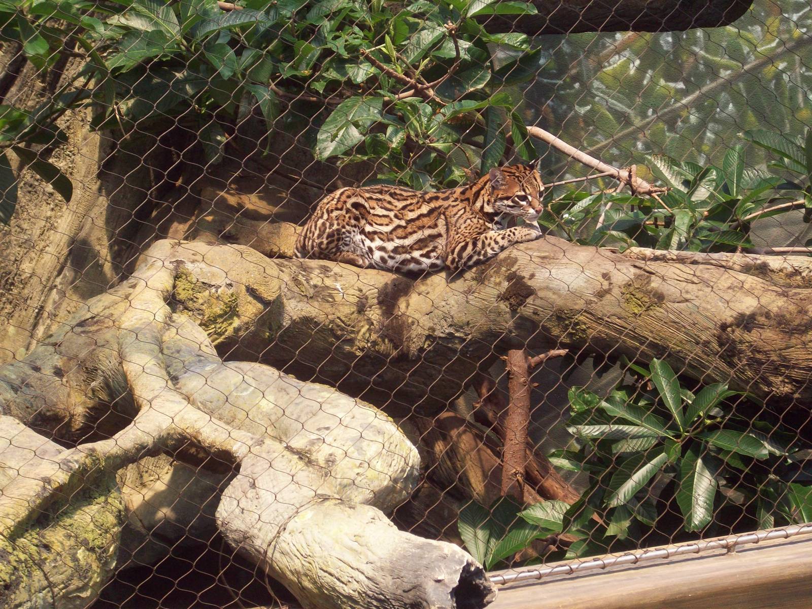 Middle Part of Ocelot Exhibit.