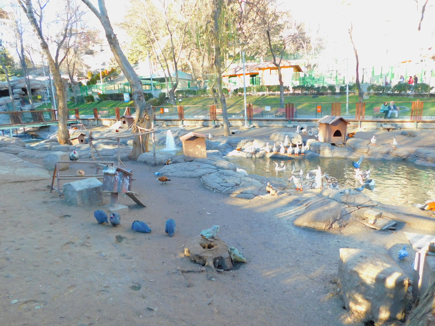 Middle Section of the Duck Pond at the Ankara Domestic Animal Park