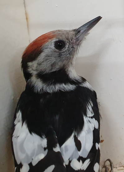 Middle spotted woodpecker - male