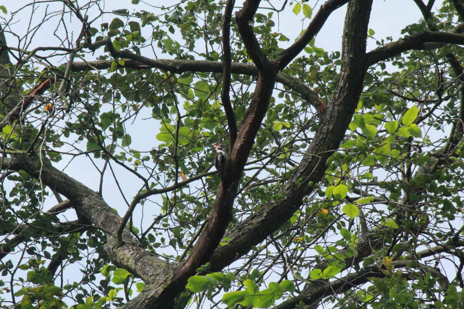Middle-spotted Woodpecker