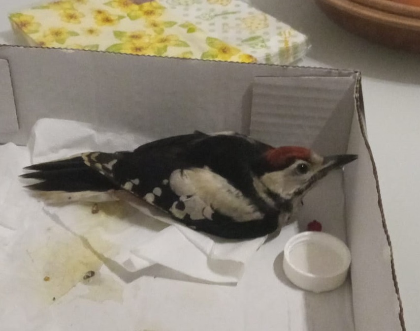 Middle spotted woodpecker