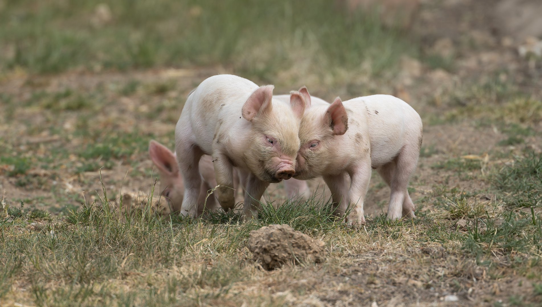 Middle White Piglets, ZSL Whipsnade, UK