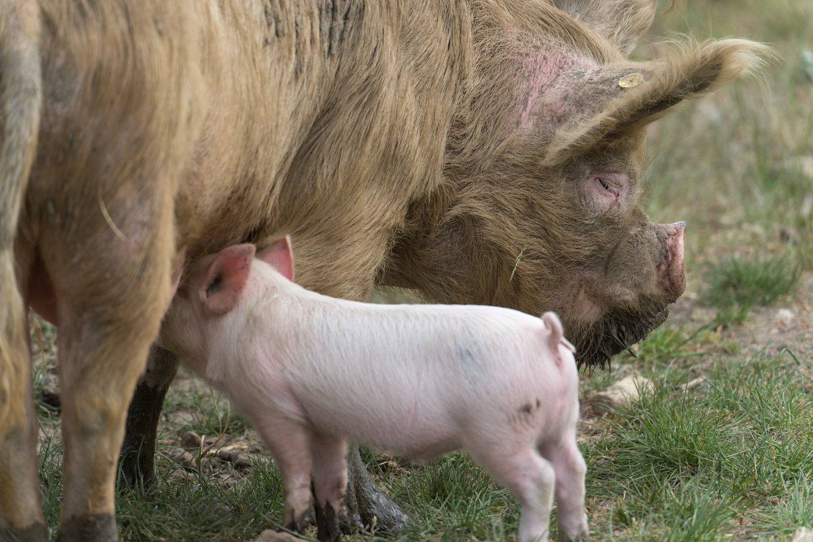 Middle White Sow, ZSL Whipsnade, UK