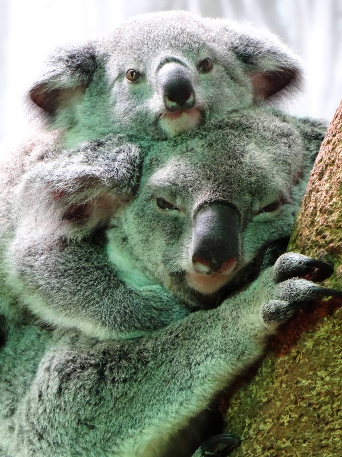 Midgee and her joey Wanneroo