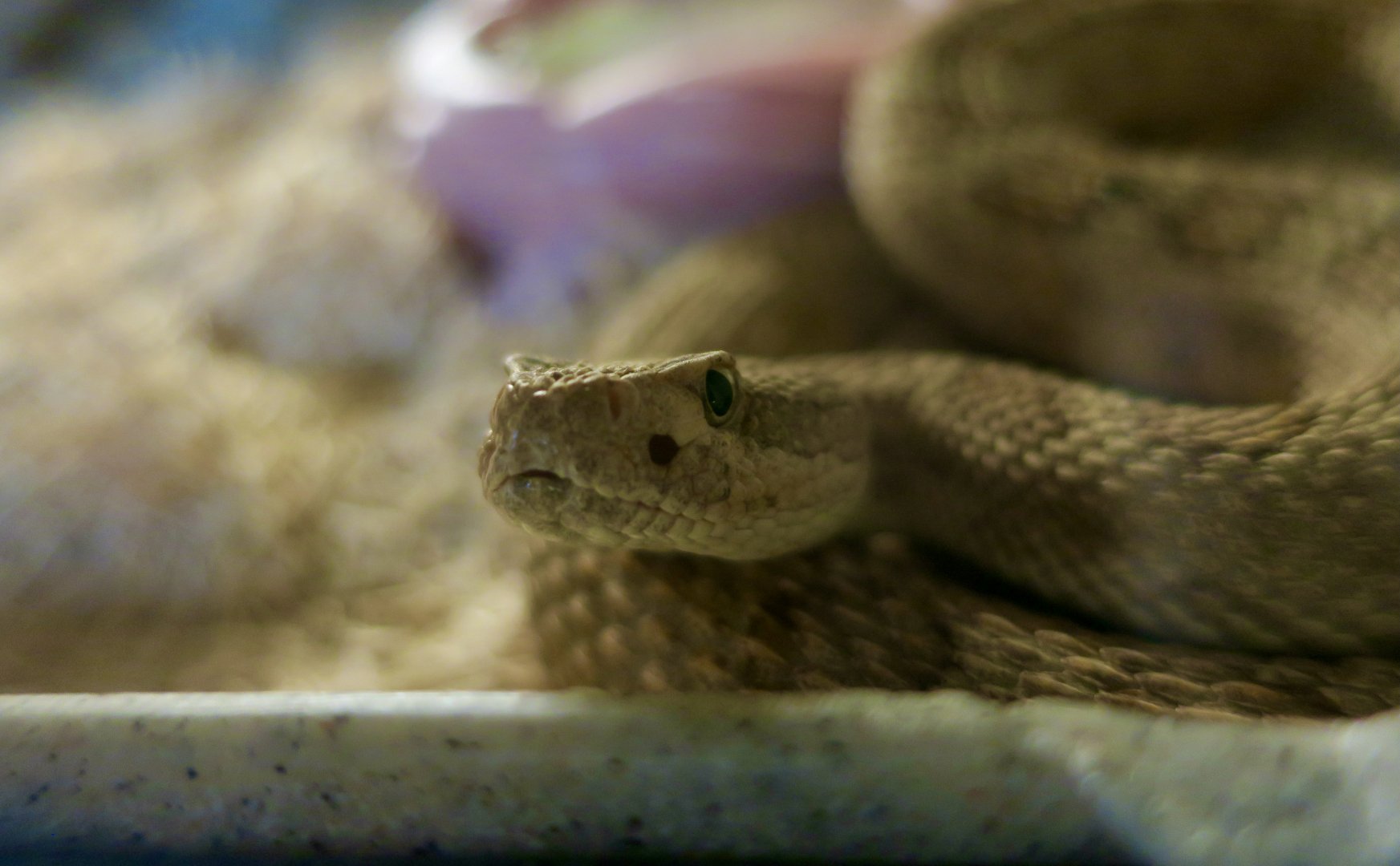 Midget Faded Rattlesnake (Crotalus concolor)