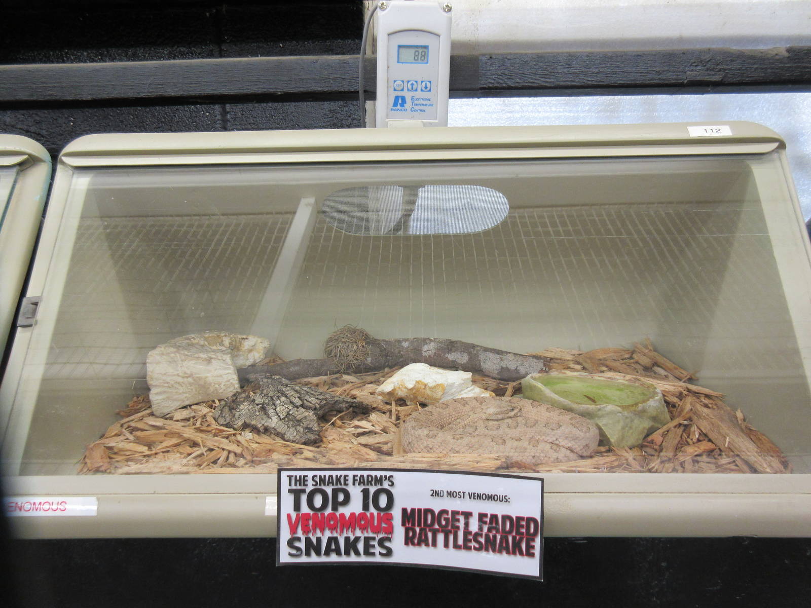 Midget Faded Rattlesnake Exhibit