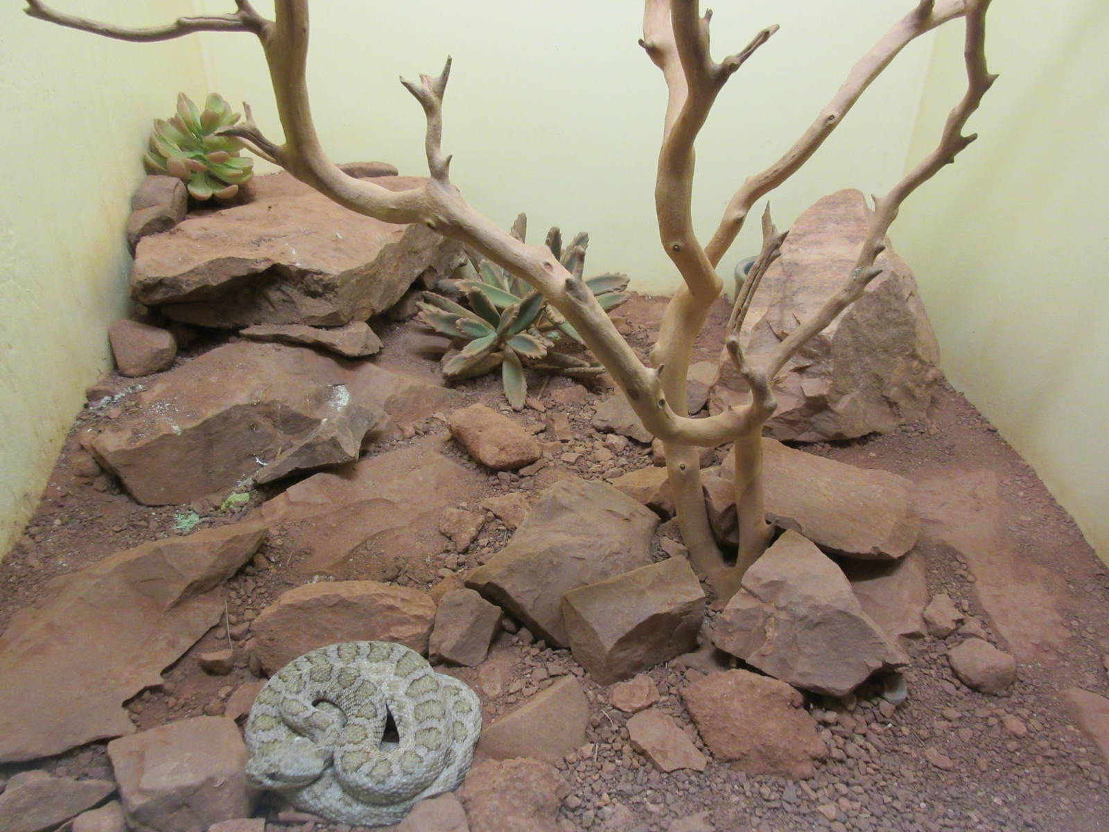 Midget Faded Rattlesnake Exhibit
