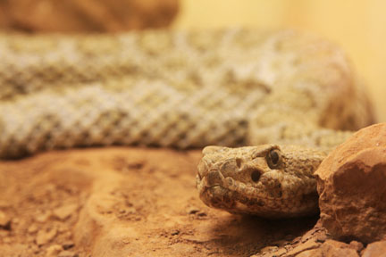 midget faded rattlesnake