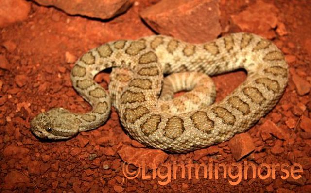 Midget Faded Rattlesnake