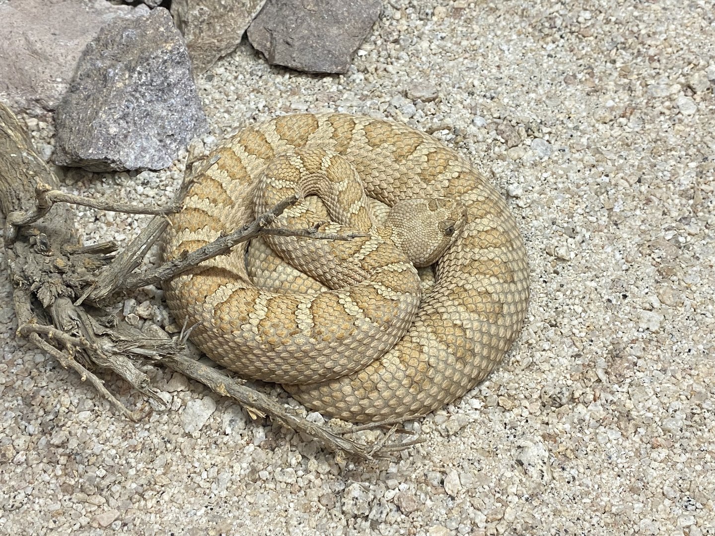 Midget-faded Rattlesnake