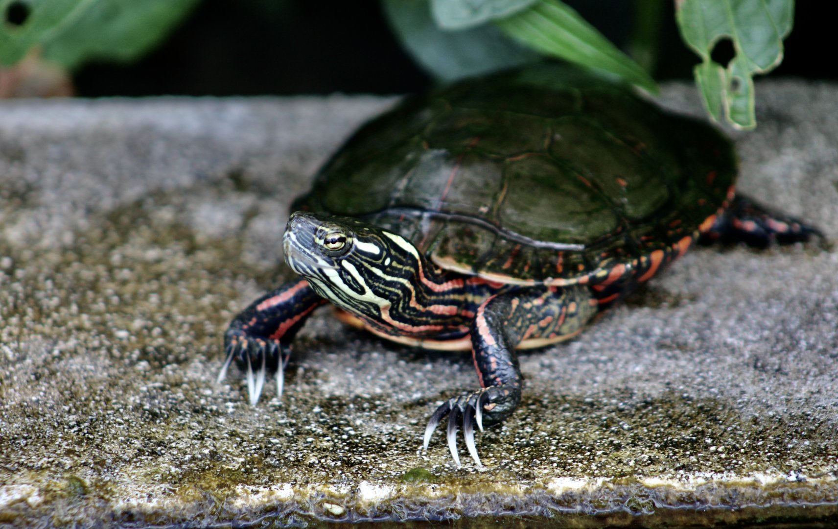 Midland Painted Turtle (Chrysemys picta marginata)