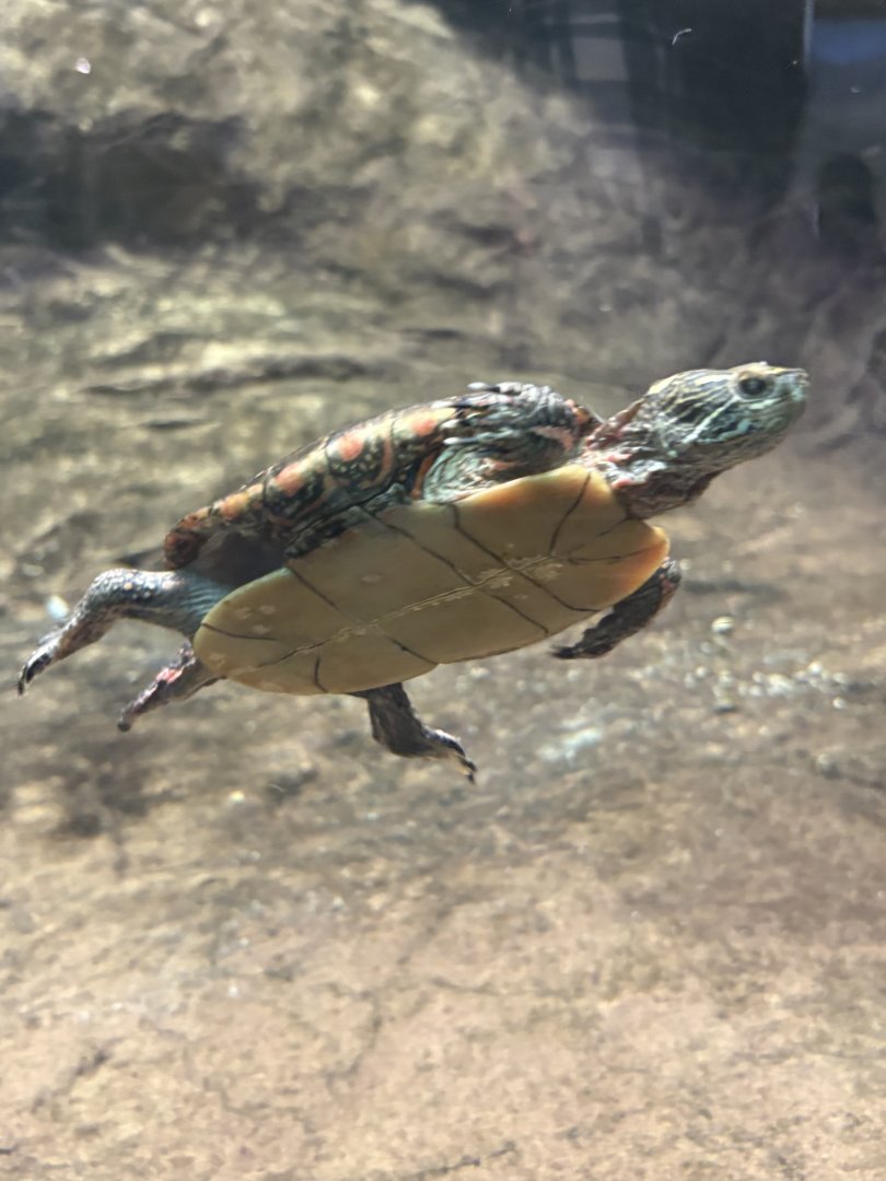 Midland Painted Turtle