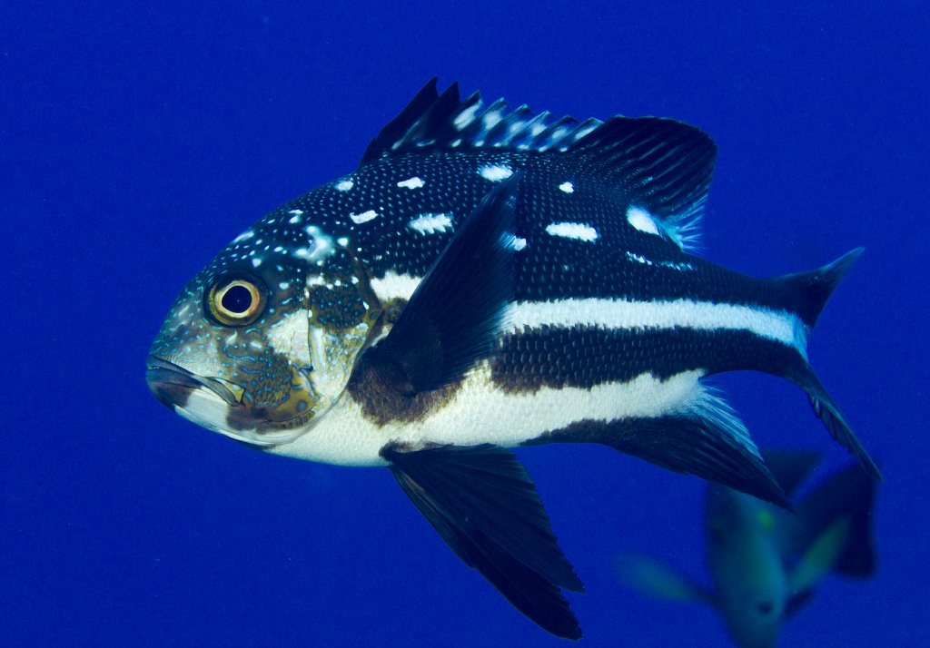 Midnight Snapper, juvenile