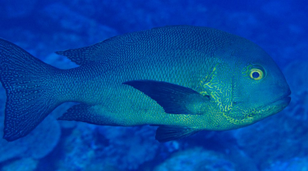 Midnight Snapper (Macolor macularis)