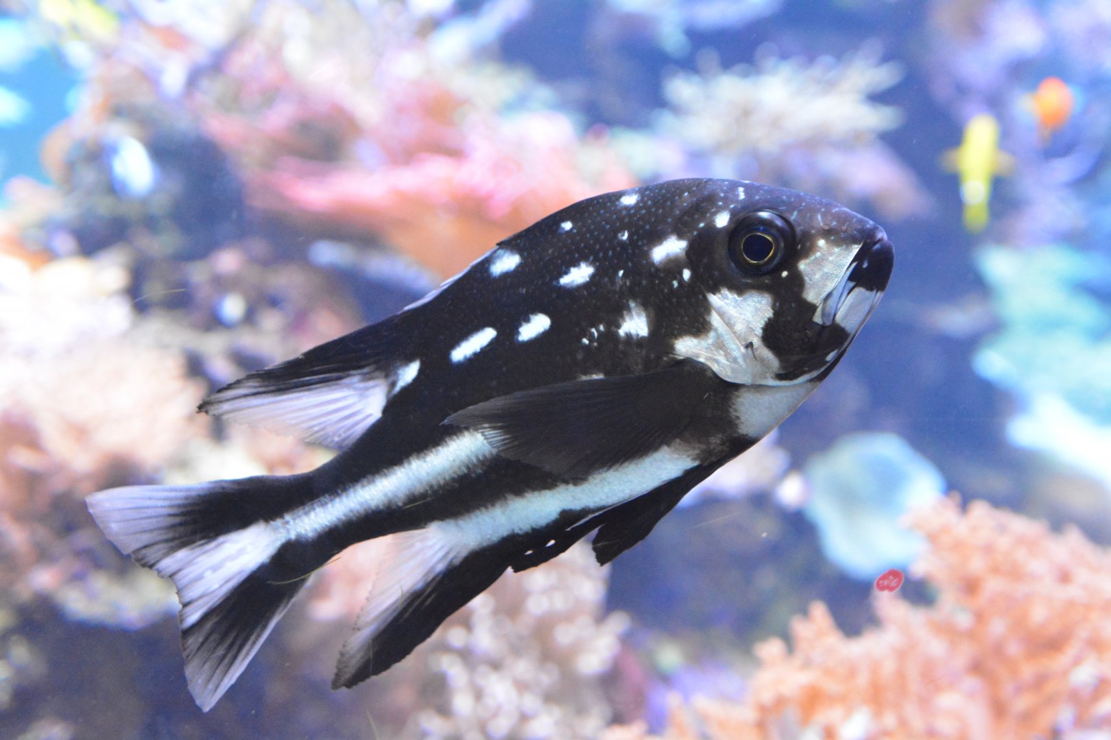 Midnight snapper (Macolor macularis)