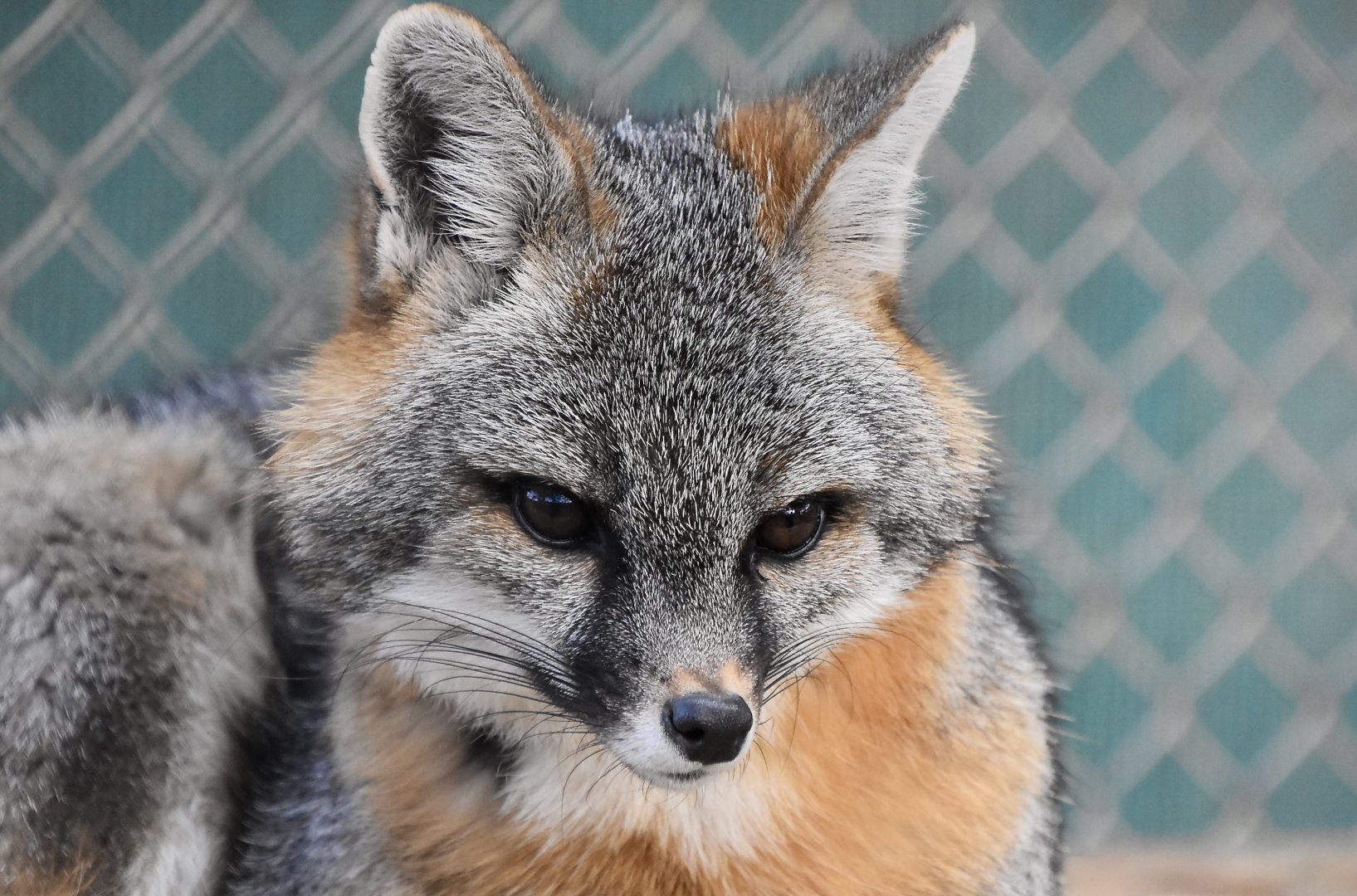 Midwestern Gray Fox (Urocyon cinereoargenteus ocythous) female - "Boots"