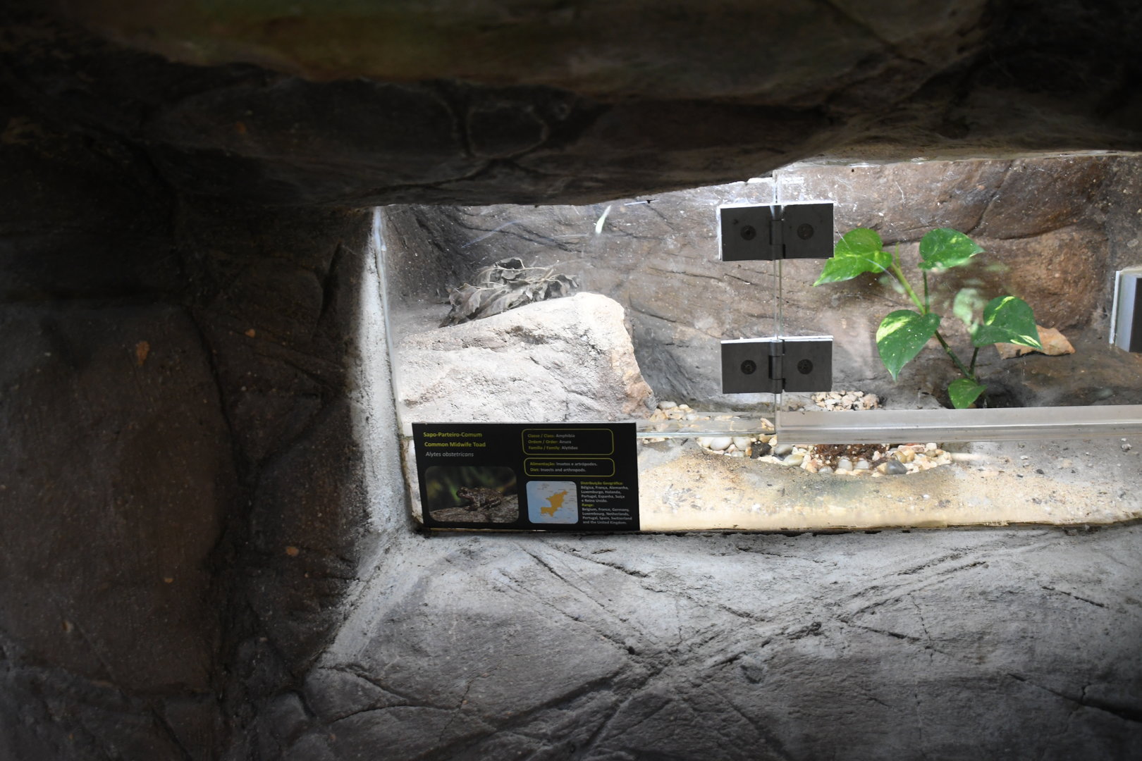 Midwife Toad tank (not seen)