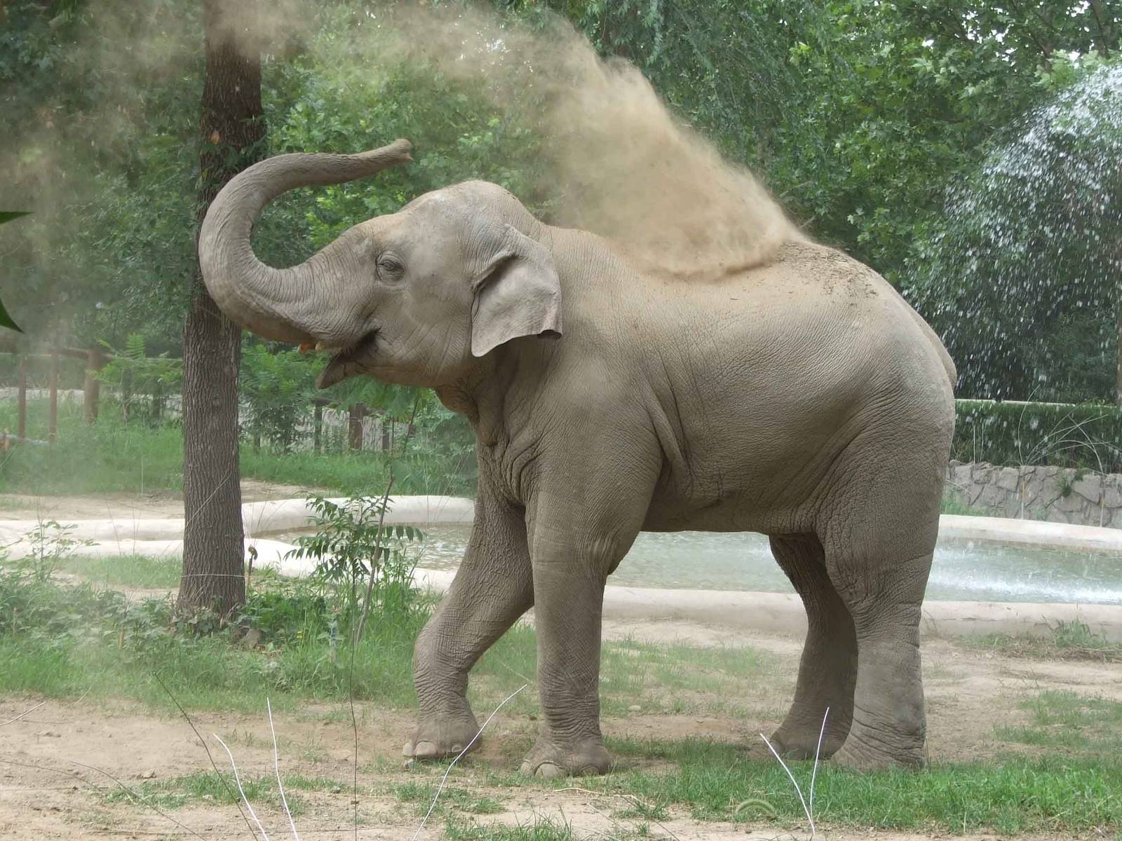 Migara, gift from Sri Lanka