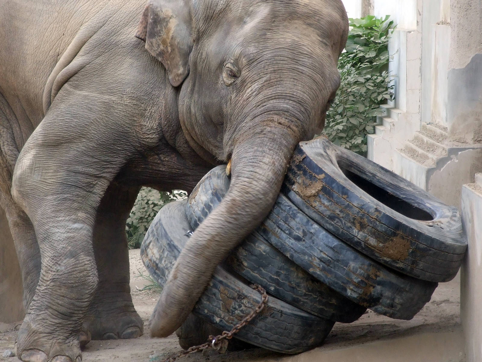 Migara playing tires