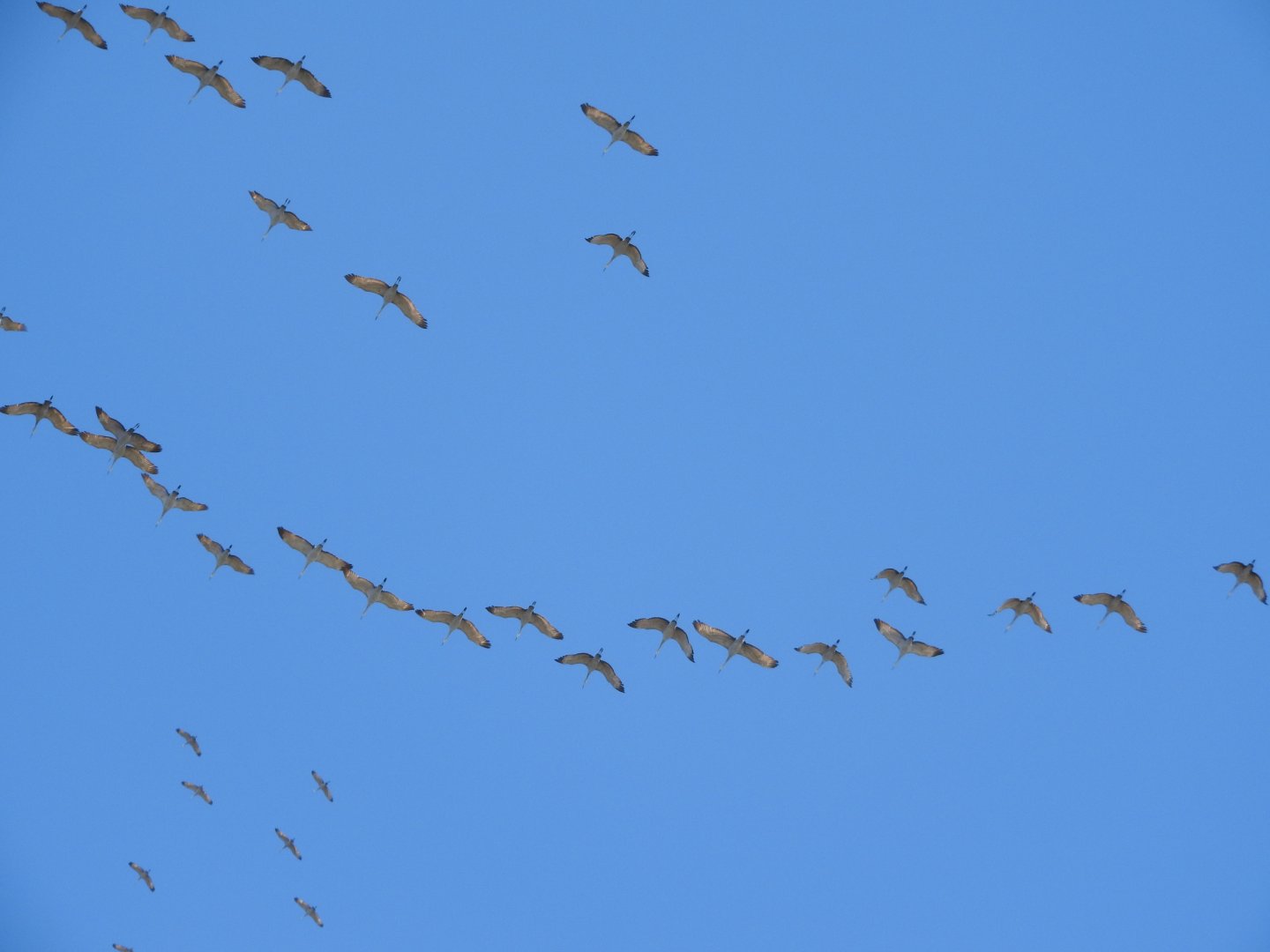 Migrating Sandhill Cranes