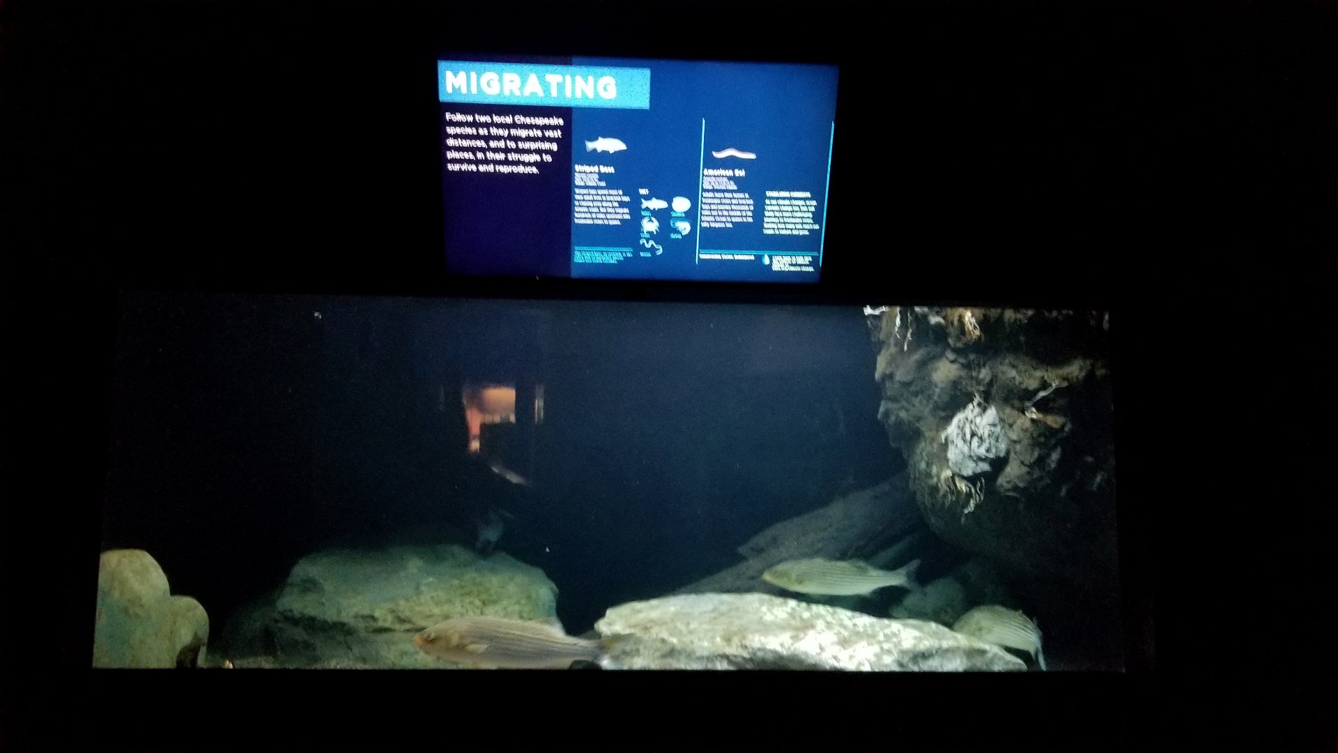 Migrating tank: American eel, striped bass