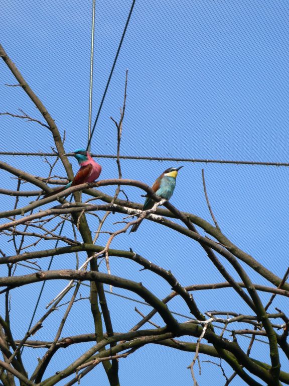 Migratory Bird Aviary