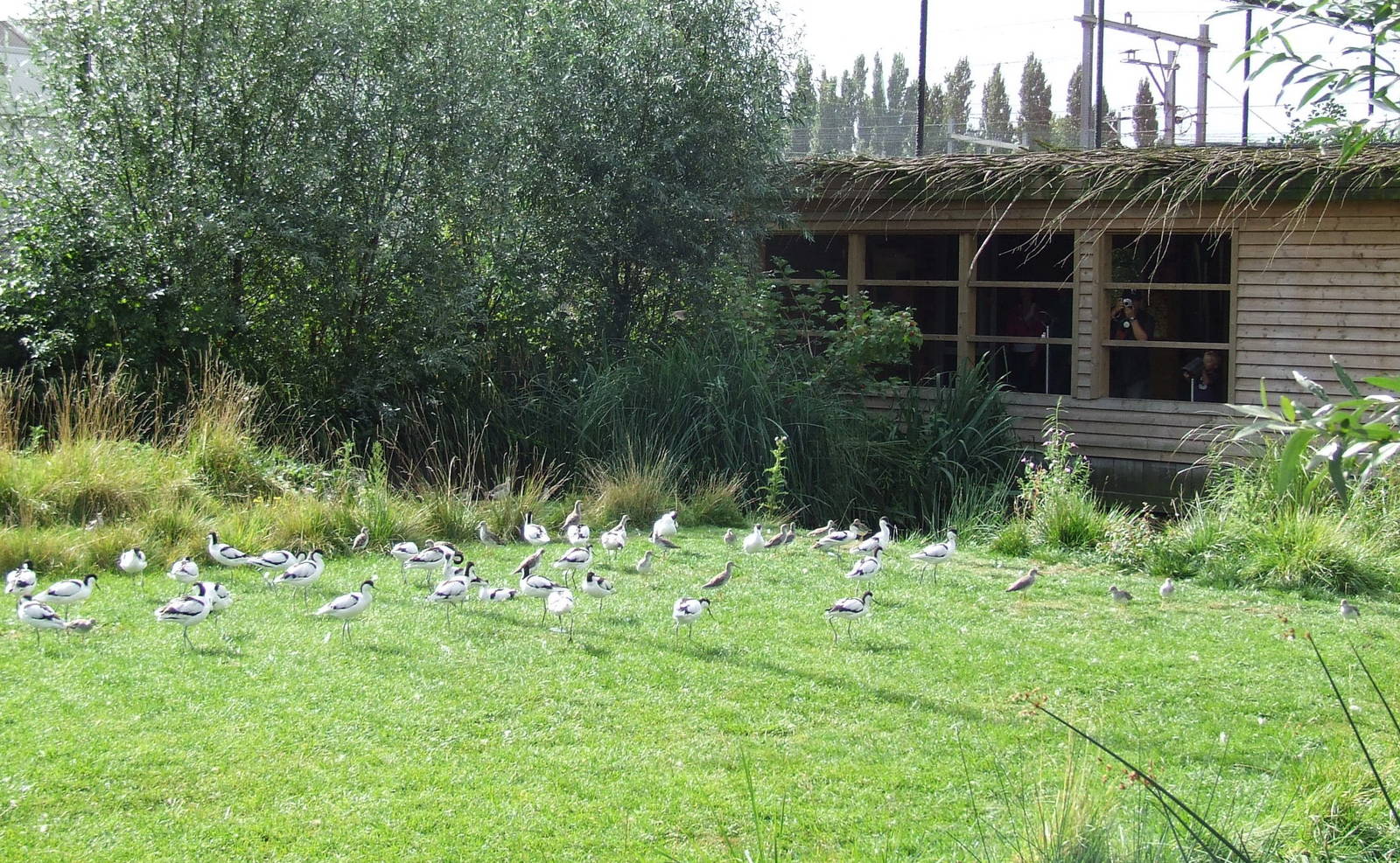 Migratory Birds aviary photos, Dutch Polder