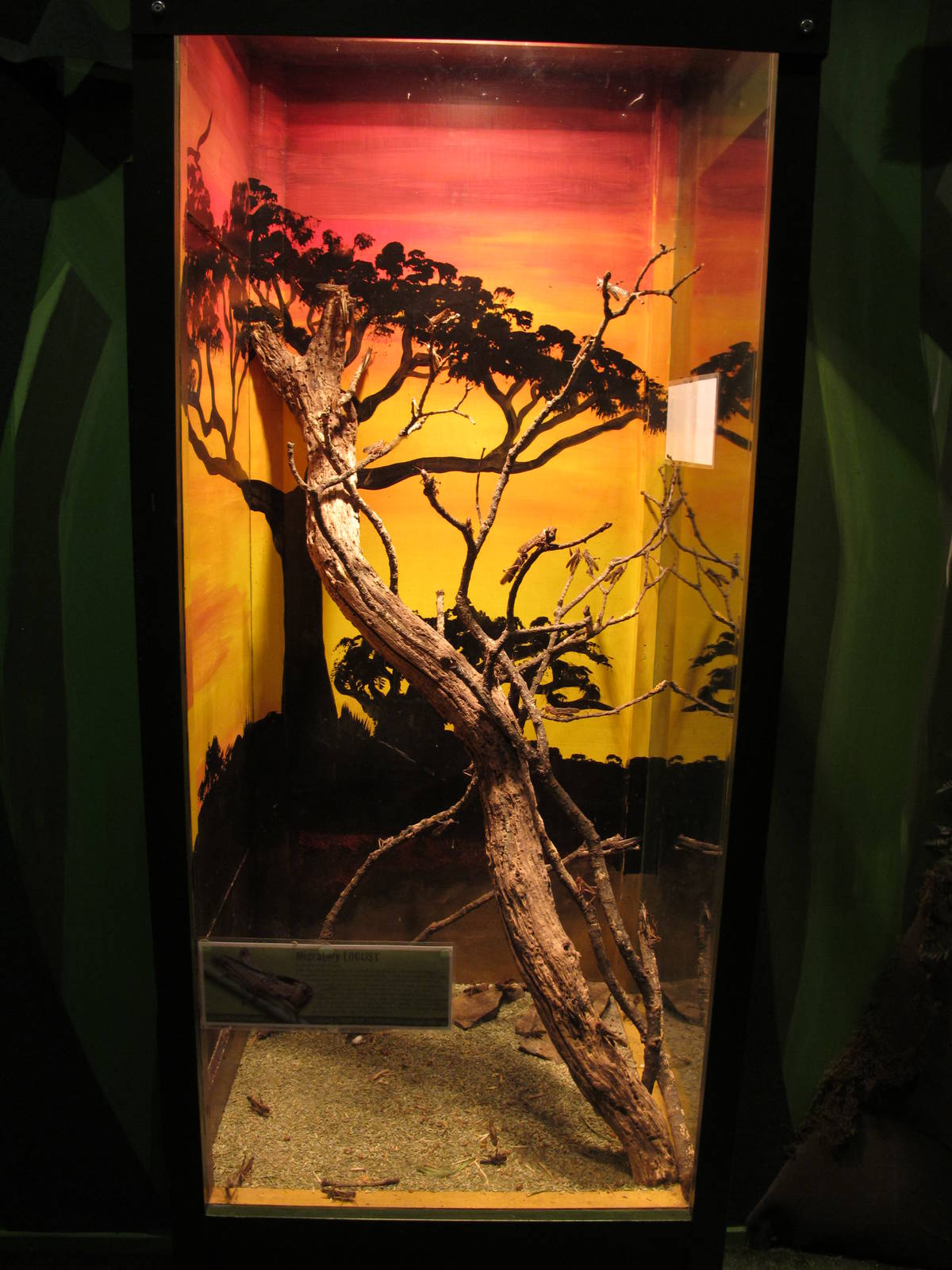 Migratory Locust Exhibit - Butterfly Creek 2011
