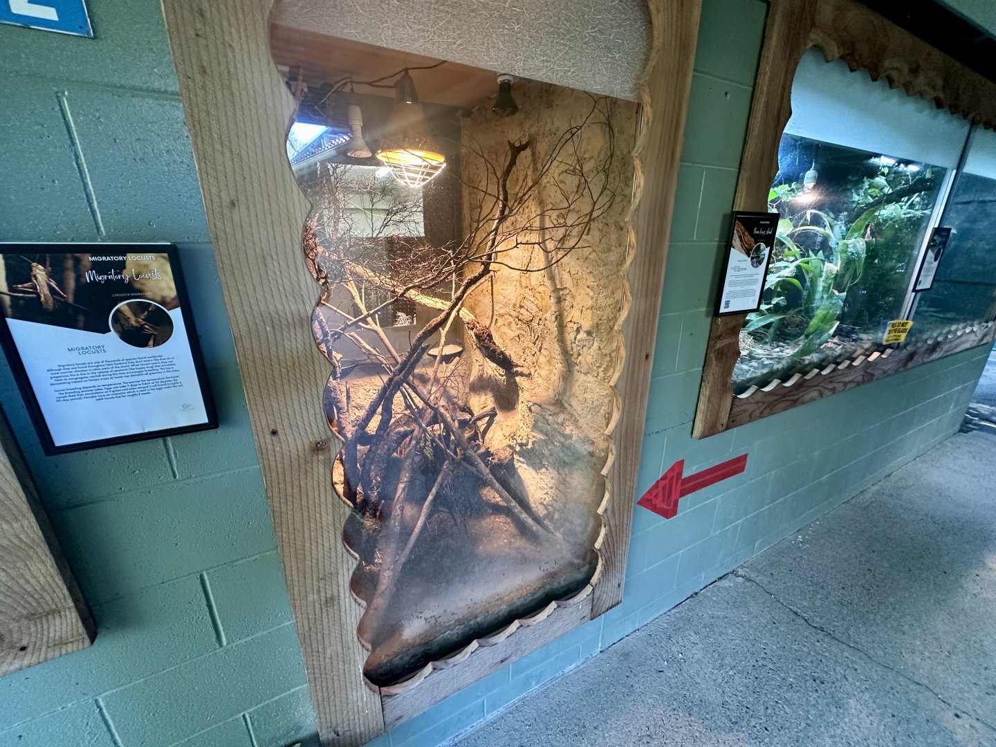 Migratory Locust Exhibit