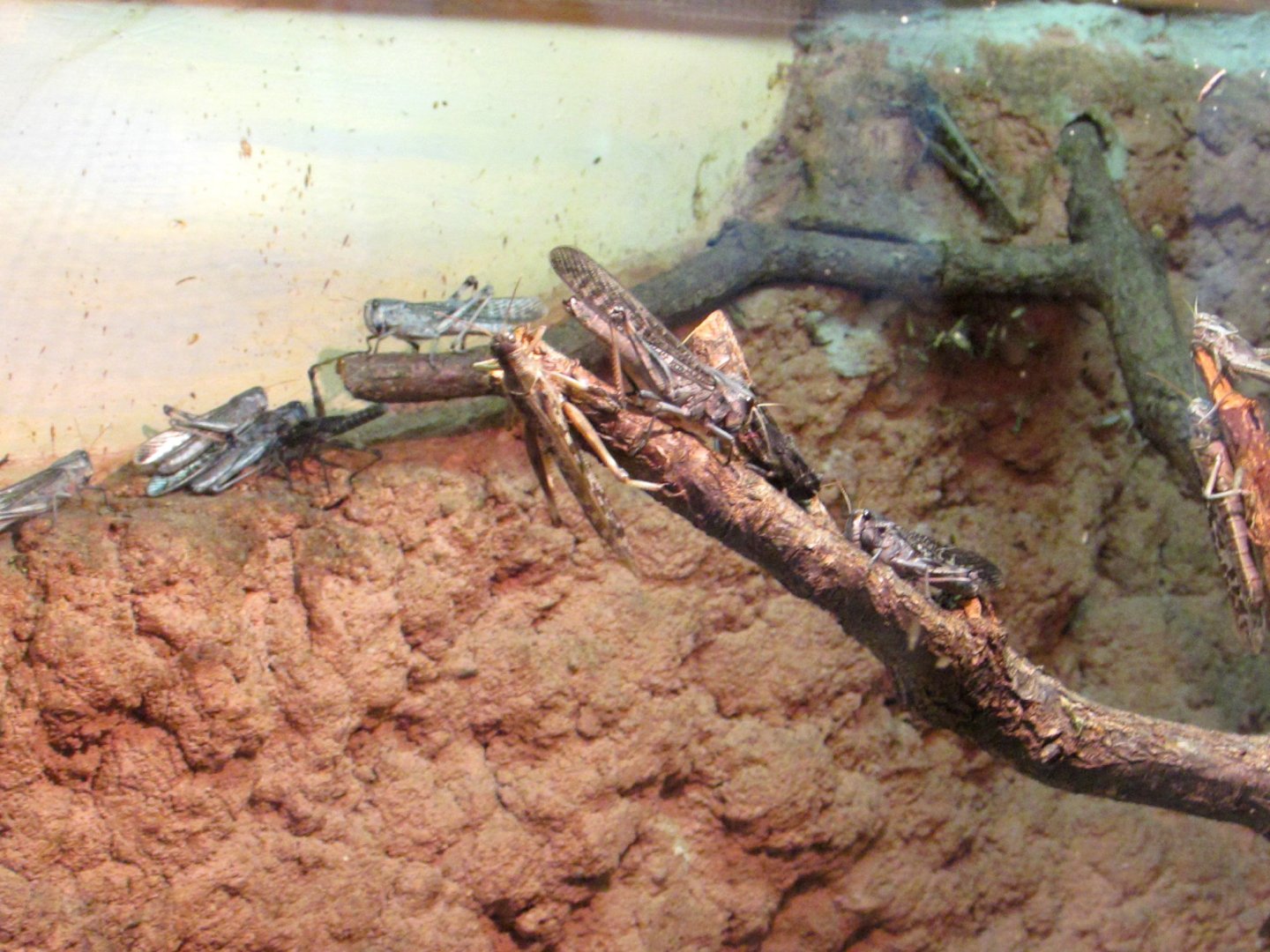 Migratory Locust - July/2017