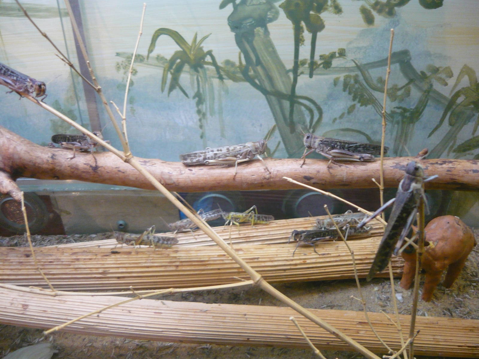 Migratory locust (Locusta migratoria) and Desert locust (Schistocerca grega