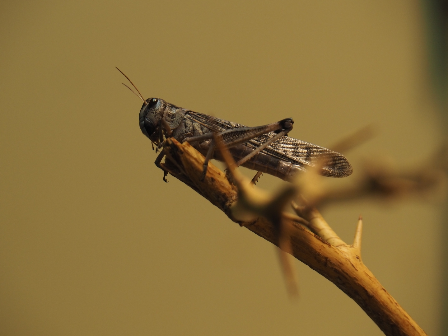 Migratory locust (Locusta migratoria), Nov 10th, 2018