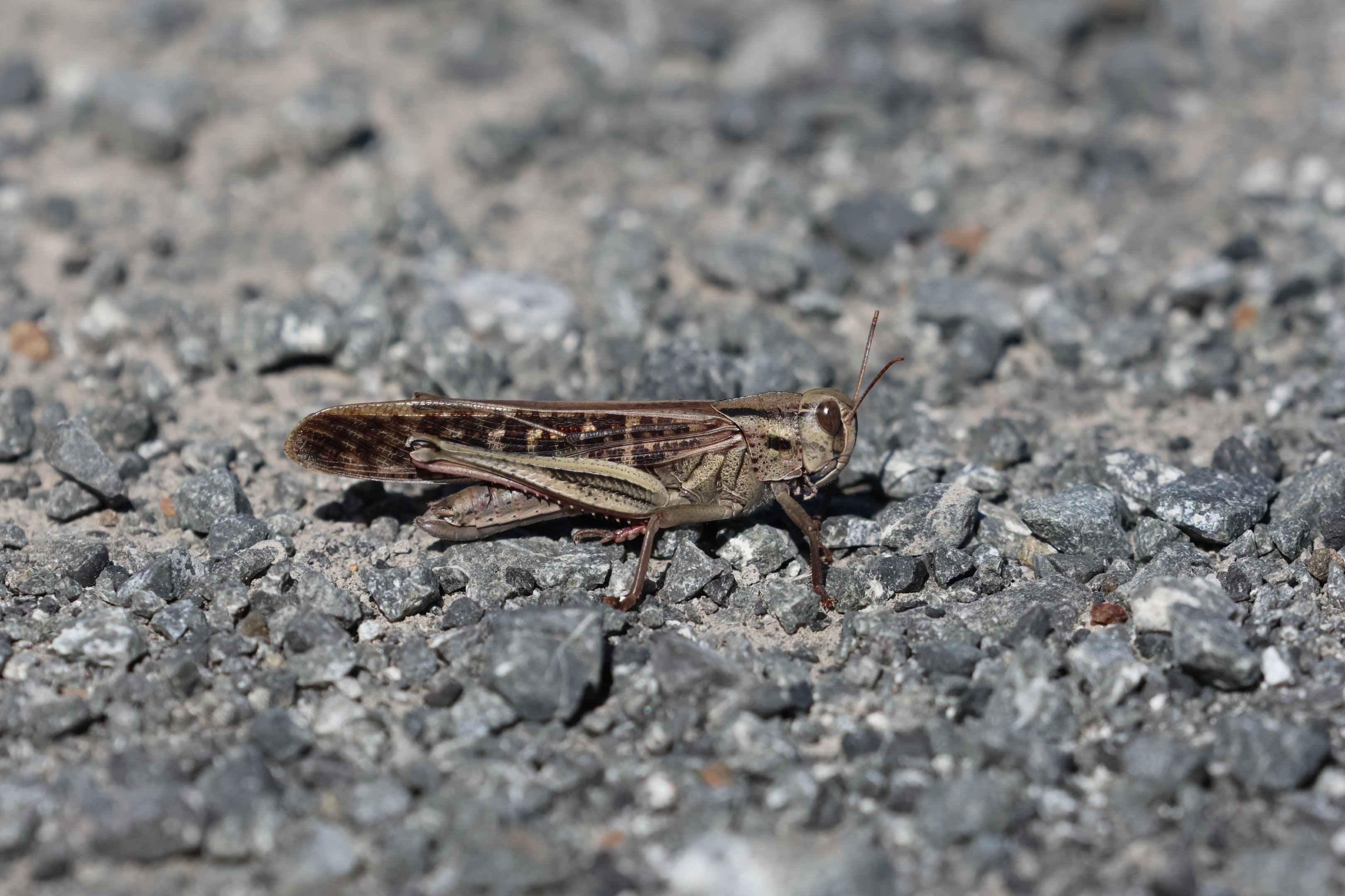 Migratory Locust (Locusta migratoria), Pencarrow Coast Road (Lower Hutt, Wellington)
