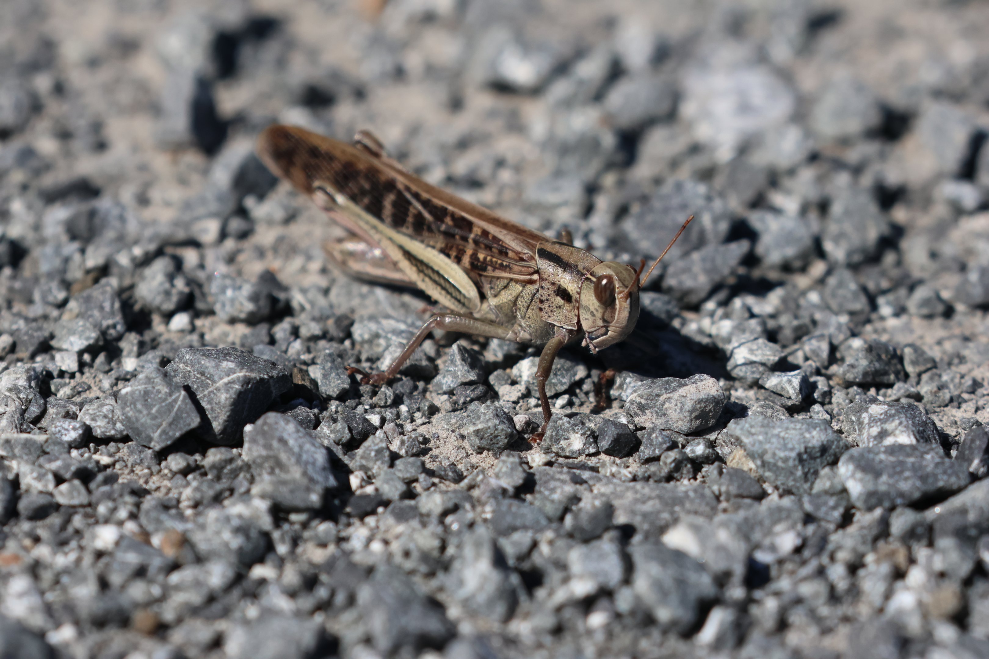 Migratory Locust (Locusta migratoria), Pencarrow Coast Road (Lower Hutt, Wellington)