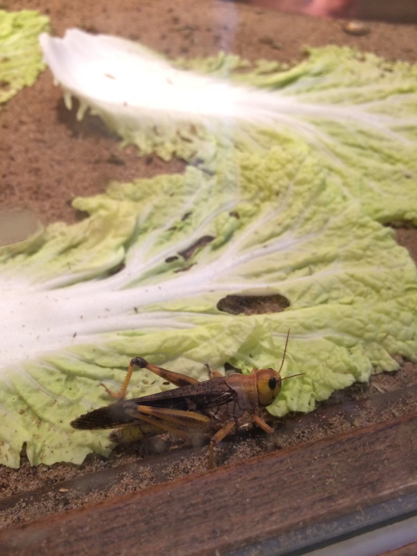 Migratory locust (Locusta migratoria)