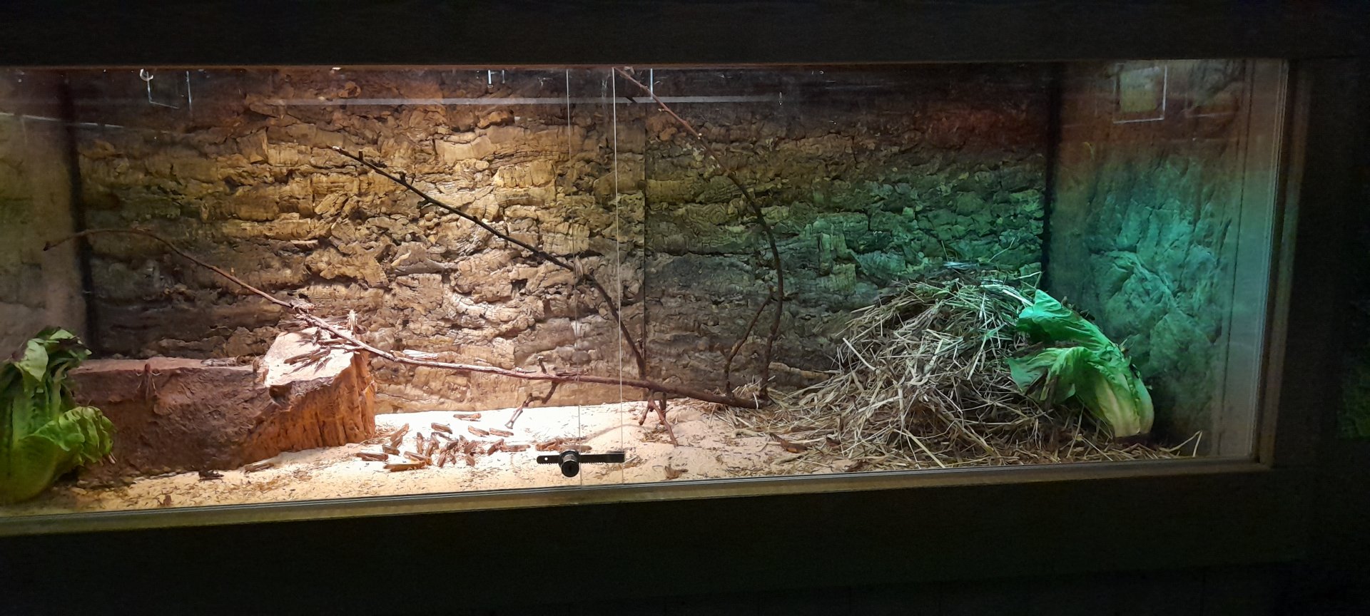 Migratory locust terrarium