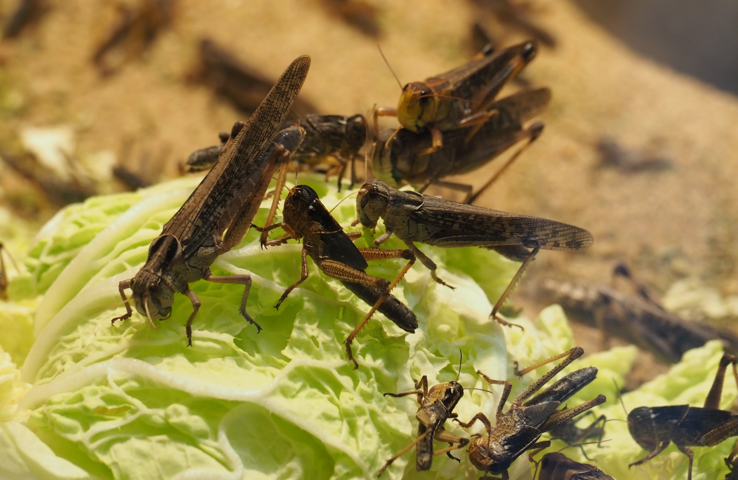 Migratory locusts (Locusta migratoria) feeding (Nov 10th, 2018)