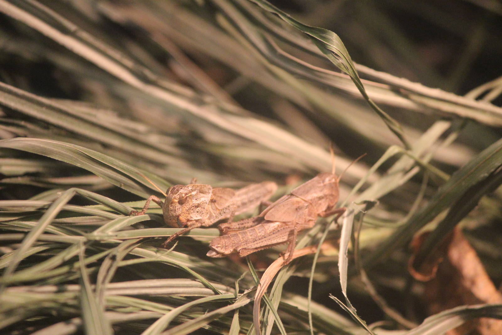 Migratory Locusts, Rainbow Springs
