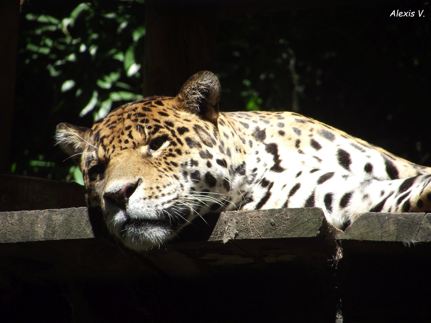 MIGUEL, male Jaguar - Zooparc de Beauval - 08/2022