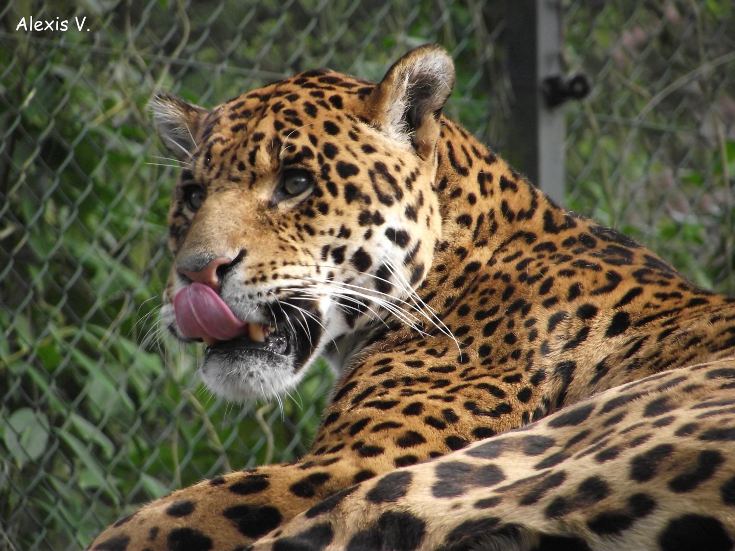 MIGUEL the male Jaguar - Zooparc de Beauval - 04/2016