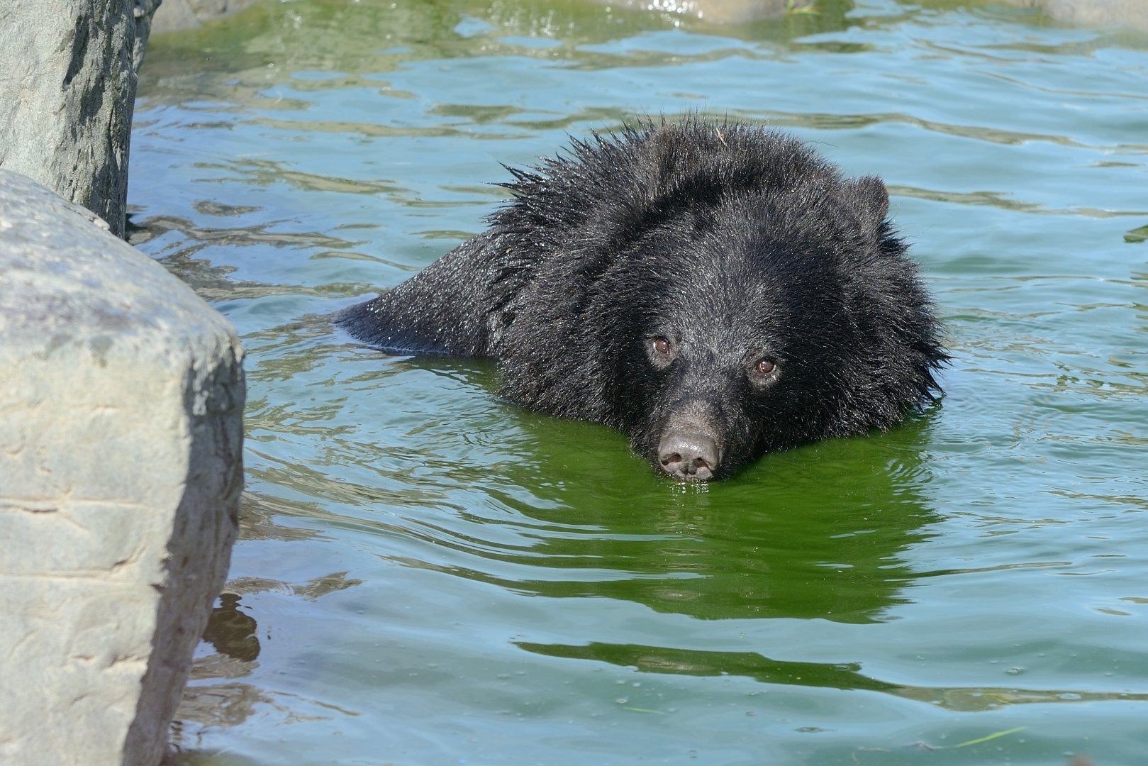 Mika - Manchurian Black Bear / Moon Bear - Wingham Wildlife 29/09/2018