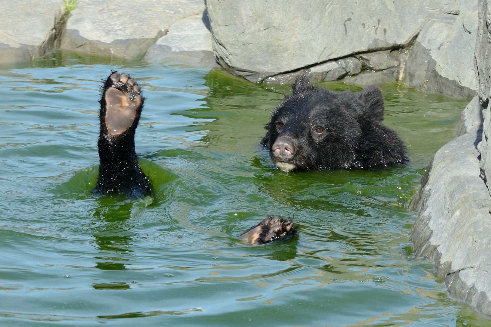 Mika - Manchurian Black Bear / Moon Bear - Wingham Wildlife 29/09/2018