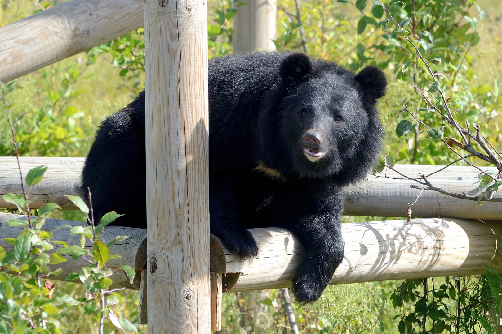 Mika - Manchurian Black Bear - Wingham Wildlife 29/09/2018