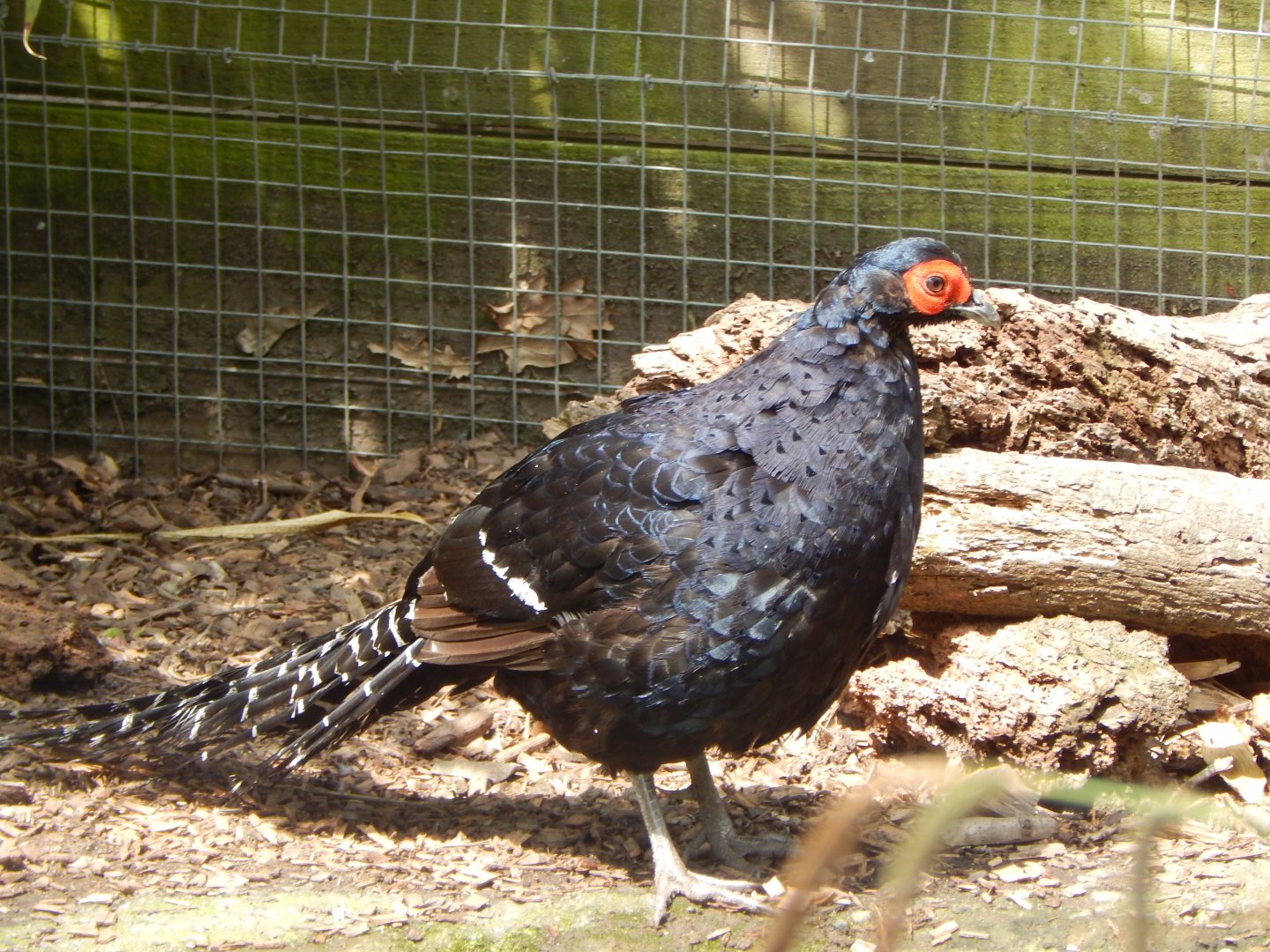 Mikado pheasant 060625